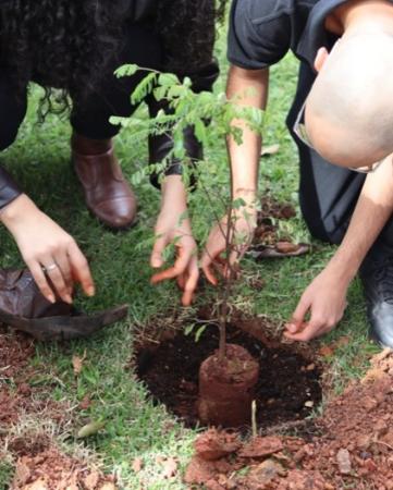 Plantio de espécies ameaçadas marca 10 anos do projeto Paisagem Educativa