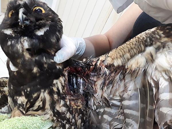 Cetas recebe aves atingidas por linhas com cerol