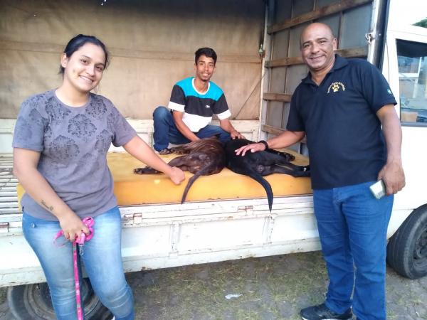 Campanha  de castração  de cães e gatos  realizado pelo Instituto Carlão da Proteção em Mairinque realizou mais de 140 procedimentos