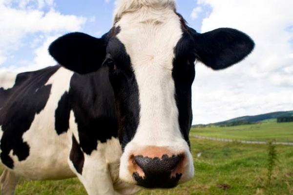Marcação de animais a ferro quente pode ser proibida