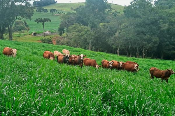 Novidade: capim revolucionário Dunamis está na Bahia Farm Show