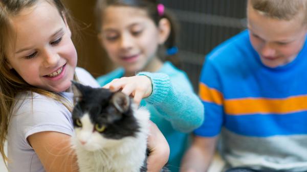 Novidade: adote cães e gatos através do site da Prefeitura de Jandira 